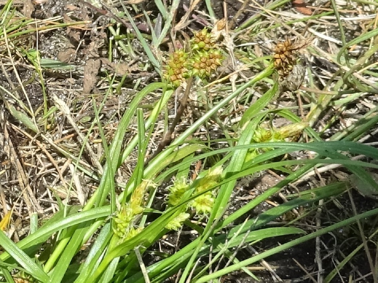 Carex viridula (Cyperaceae)